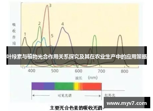 叶绿素与植物光合作用关系探究及其在农业生产中的应用策略